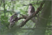 Leben im Verborgenen... Habicht *Accipiter gentilis*, flügge Jungvögel im Geäst der Bäume