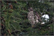 in den Lärchen... Habicht *Accipiter gentilis*, Jungvogel zwischen den Ästen einer Lärche