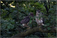 in der Wildkirsche... Habicht *Accipiter gentilis*, zwei flügge Junghabichte, Geschwister in der späten Mauser