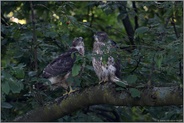 Hans guck' in die Luft... Habicht *Accipiter gentilis*, zwei flügge Junghabichte nebeneinander in einer Wildkirsche sitzend