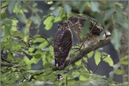 aufmerksam konzentriert... Habicht *Accipiter gentilis*, zwei junge Rothabichte haben gemeinsam etwas im Blick