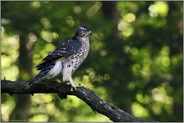 edel... Habicht *Accipiter gentilis*, junger Habicht, Rothabicht im Wald, seitliche Ansicht, Profil