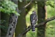 im Wald... Habicht *Accipiter gentilis* im typischen Lebensraum, rückwärtige Ansicht eines Jungvogels