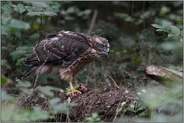 im Unterholz... Habicht *Accipiter gentilis* im Wald, Jungvogel frisst am Boden von den Überresten eines Halsbandsittichs