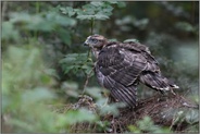 mantelnd... Habicht *Accipiter gentilis*, junger Habicht verteidigt seine Mahlzeit, Beute