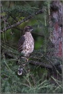 wunderschön anzusehen... Habicht *Accipiter gentilis*, diesjähriger Jungvogel, Rothabicht