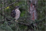 in einer Lärche...  Habicht *Accipiter gentilis*, Jungvogel beobachtet gespannt das Geschehen um ihn herum