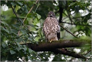 schimpfend... Habicht *Accipiter gentilis*, flügger Jungvogel, Rothabicht sitzt im Baum, ruft fordernd