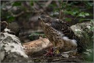 aufmerksam... Habicht *Accipiter gentilis*, junger Habicht mit Beute, fressend, sichernd