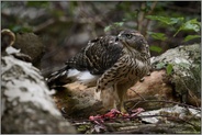 stets auf der Hut... Habicht *Accipiter gentilis*,  Jungvogel auf einer Waldlichtung am Boden mit Beute