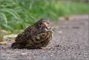 am Wegesrand... Heckenbraunelle *Prunella modularis*, noch nicht flügges Küken, Jungvogel