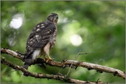 etwas irritiert... Habicht *Accipiter gentilis*, flügger Jungvogel, Rothabicht