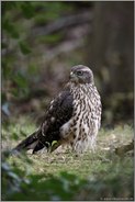 auf dem Waldboden...  Habicht *Accipiter gentilis*, flügger Jungvogel, Rothabicht blickt sich um