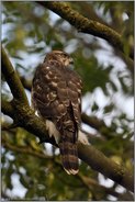 hoch oben im Baum... Habicht *Accipiter gentilis*, Rothabicht, typischer Anblick