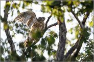 flügelschlagend...  Habicht *Accipiter gentilis* sucht Halt in der Baumkrone einer Birke