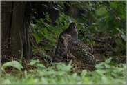 Aufenthalt am Boden... Habicht *Accipiter gentilis*, zwei bereits länger flügge Jungvögel im Unterholz