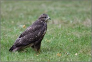 helle Augen... Mäusebussard *Buteo buteo*, Jungvogel auf einer Wiese im Gras