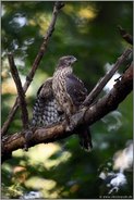 sichernd... Habicht *Accipiter gentilis* nach erfolgreichem Beutefang, mantelt über erbeuteter Kohlmeise