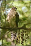 gelangweilter Blick... Habicht *Accipiter gentilis*, junger Habicht ruht im Wald auf einem Ast sitzend