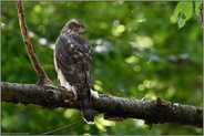 Blick über die Schulter... Habicht *Accipiter gentilis*, Rothabicht, diesjähriger Jungvogel