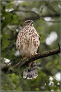 ein schöner Anblick... Habicht *Accipiter gentilis* im Wald, frontale Aufnahme