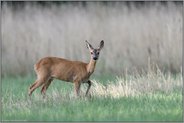 mit angehobenem Vorderlauf... Reh *Capreolus capreolus*, Ricke sichert aufmerksam die Umgebung