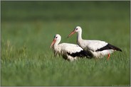 zu zweit... Weißstorch *Ciconia ciconia*, Störche bei der Nahrungssuche in einer satten Wiese