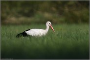 auf dem Zug ins Winterrevier... Weißstorch *Ciconia ciconia* auf Nahrungssuche in NRW