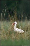 im natürlichen Lebensraum... Weißstorch *Ciconia ciconia*, Storch in einer Wiese in NRW