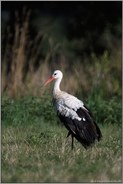 ruhend... Weißstorch *Ciconia ciconia* steht auf einem Bein,  rastet auf dem Durchzug in einer Wiese in NRW