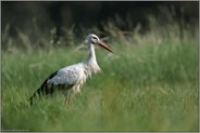 in den Wiesen am Niederrhein... Weißstorch *Ciconia ciconia*, Storch in NRW