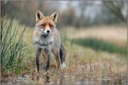 am Gewässer... Rotfuchs *Vulpes vulpes* aus tiefer Perspektive