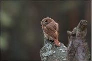 Strichelkauz... Brasil-Sperlingskauz *Glaucidium brasilianum*