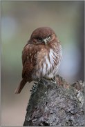 kauzig...  Brasil-Sperlingskauz *Glaucidium brasilianum*