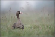 typisch... Blässgans *Anser albifrons* in den Wiesen am Niederrhein