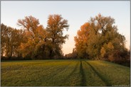 in den Rheinwiesen... Meerbusch *Langst-Kierst*, Rheinauen im Herbst