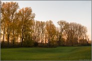 sanfte Wellen... Meerbusch *Langst-Kierst*, Rheinwiesen im Herbst