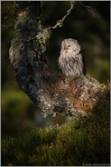 zuhause in alten borealen Wäldern... Habichtskauz *Strix uralensis* im ersten Sonnenlicht, sitzt in einem Baum