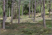 Dünen-Kiefernwald... Wernerwald *Cuxhaven-Duhnen*, typische Waldform auf nährstoffarmen, sandigen Böden