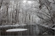 Winter im Bruchwald... Meerbusch *Latumer Bruch*, Altrhein-Stillgewässer inmitten von Erlen, Eschen und Pappeln