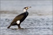 mitten im Fluss... Kormoran *Phalacrocorax carbo* im Brutkleid, Prachtkleid, steht auf einem Stein im Wasser