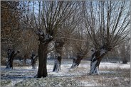 Struwwelpeter... Kopfweiden *Salix L.* auf einem Feld nahe Meerbusch Ilverich, Kulturgut vergangener Zeiten