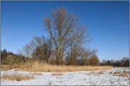 in den Rheinauen... Ilvericher Altrheinschlinge *Meerbusch*, Niederrhein bei Schneelage und strahlendem Sonnenschein