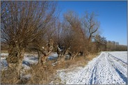 knorrige Kopfweiden... Ilvericher Altrheinschlinge *Meerbusch*, am Niederrhein bei Schnee und strahlendem Sonnenschein